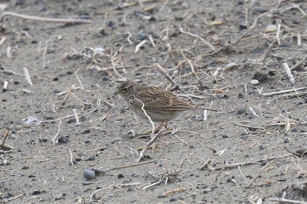Eurasian Skylark